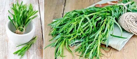 قیمت باورنکردنی سبزی ترخون خشک + فروش عمده